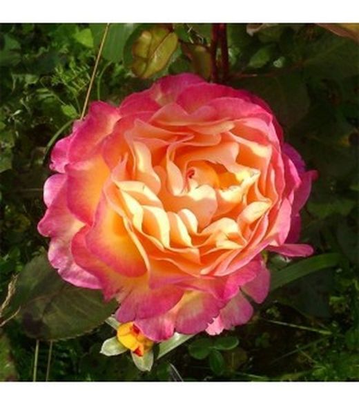 Rosal Linda G