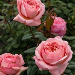 Rosal Jean de la Fontaine