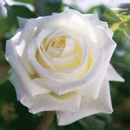 Rosal Lola G