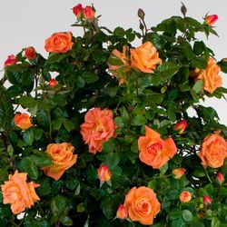 Rosal Louis de Funes Perfumado