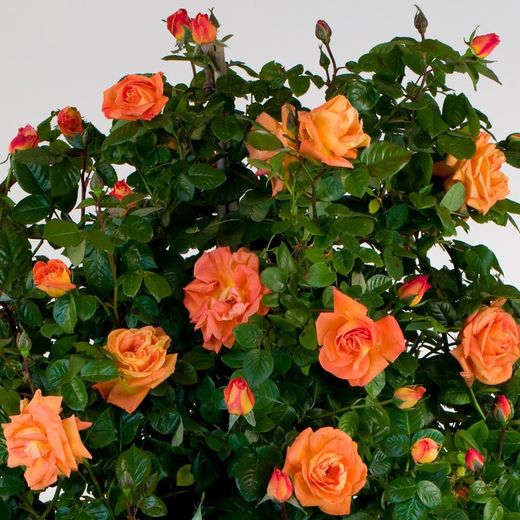Rosal Louis de Funes Perfumado