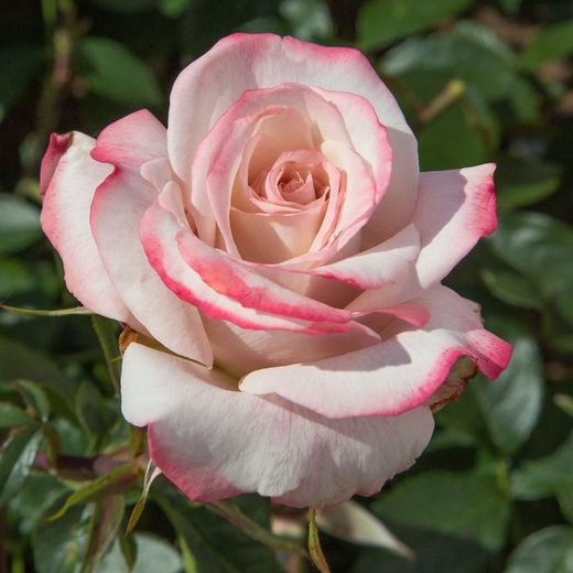Rosal Lyon Lumieres