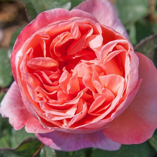 Rosal Madmoiselle de Meilland