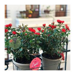 Rosal Mini Zepeti