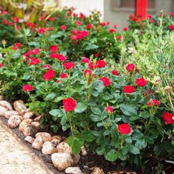 Rosal Mini Zepeti