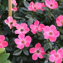 Rosal Mini Zepeti
