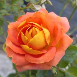 Rosal Laranja Vaza G