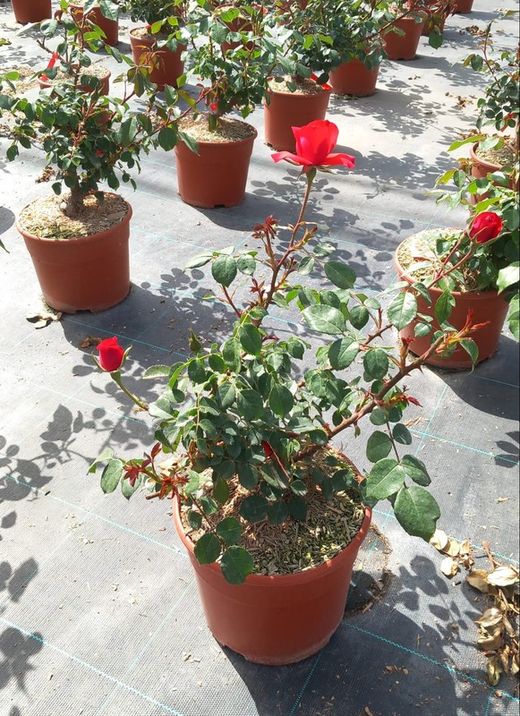 ROSAL PAISAJÍSTICO ROJO