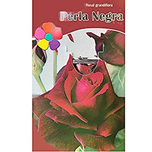 Rosal Perla Negra