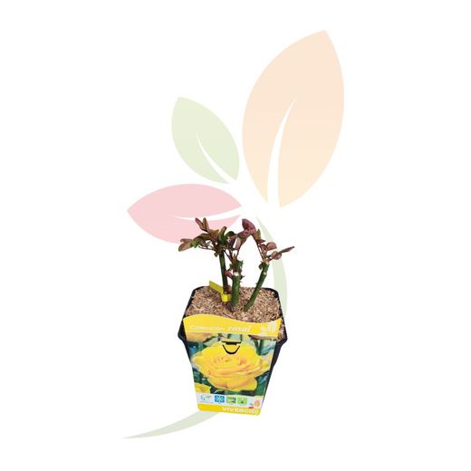 ROSAL PIE BAJO - AMARILLO
