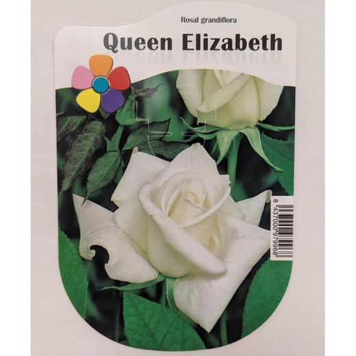 Rosal Queen Elisabeth Blanco