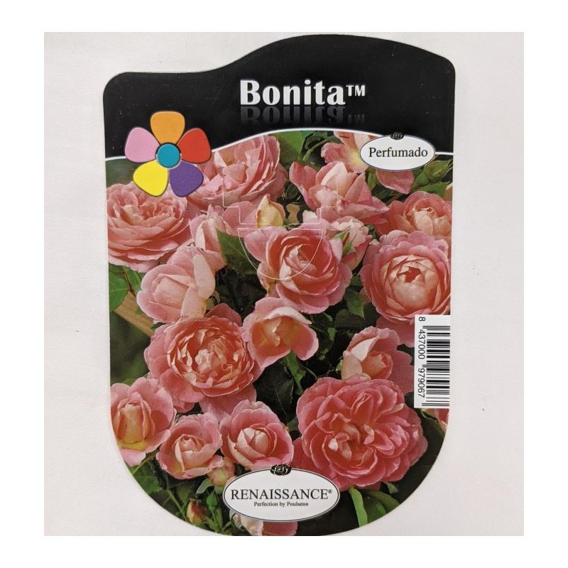 Rosal Reinassance Bonita Perfumado — Floresfrescasonline