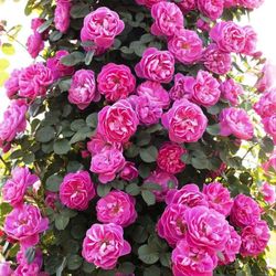 Rosal Trepador Allegro 2010 Perfumado