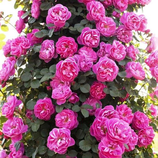 Rosal Trepador Allegro 2010 Perfumado