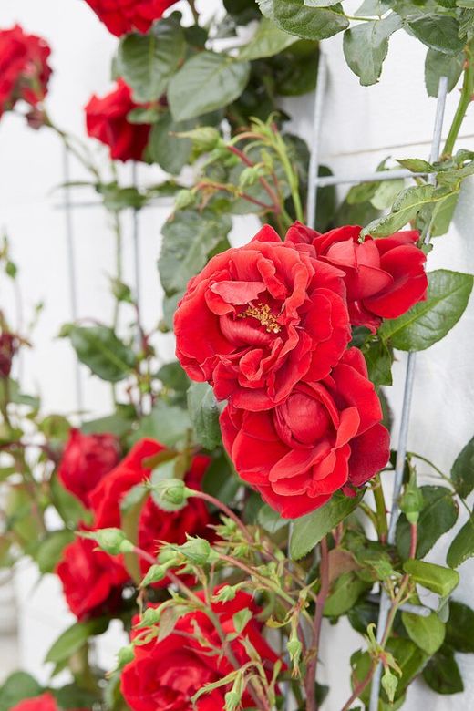 ROSAL TREPADOR ESPALDERA ROJO