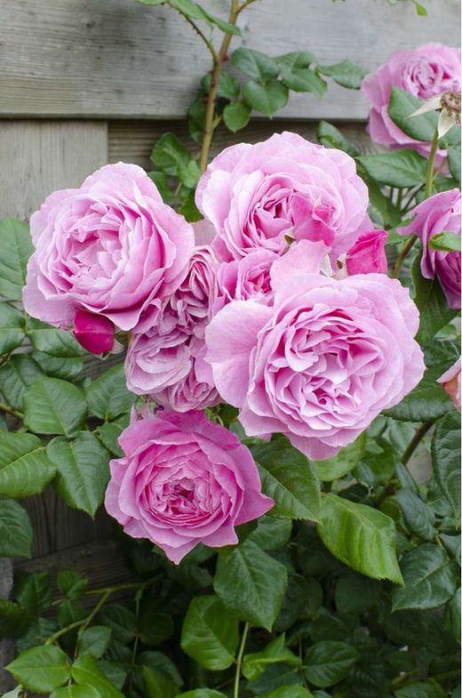 ROSAL TREPADOR ESPALDERA ROSA