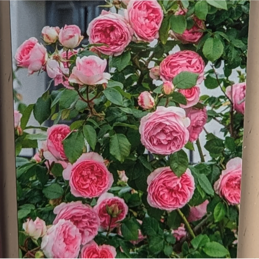 Rosal Trepador Mini Eden Rosa