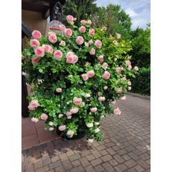 Rosal Trepador Pierre de Ronsard Perfumado