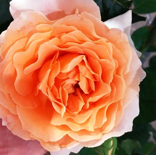 Rosal Trepador Polka