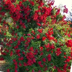 Rosal Trepador Rambling Rosie B