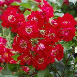 Rosal Trepador Rambling Rosie B