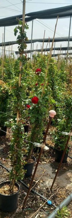 ROSAL TREPADOR ROJO