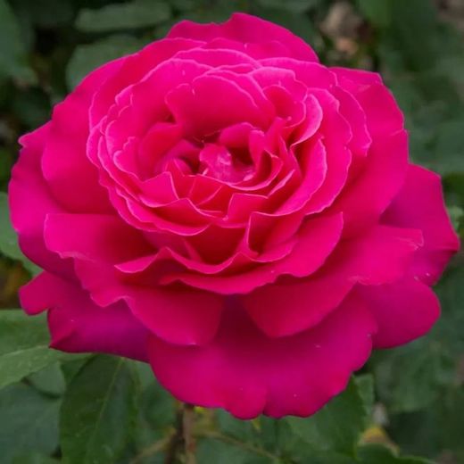 Rosal Velasquez Perfumado