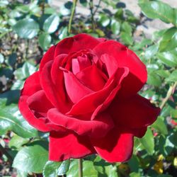 Rosal Victoria