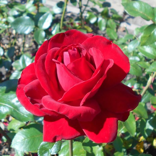 Roser Victòria