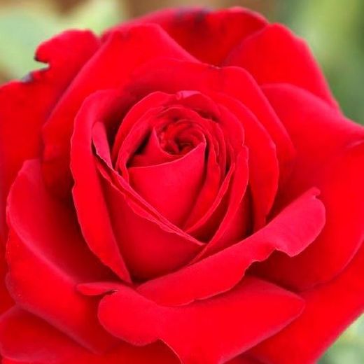 Rosal Victoria
