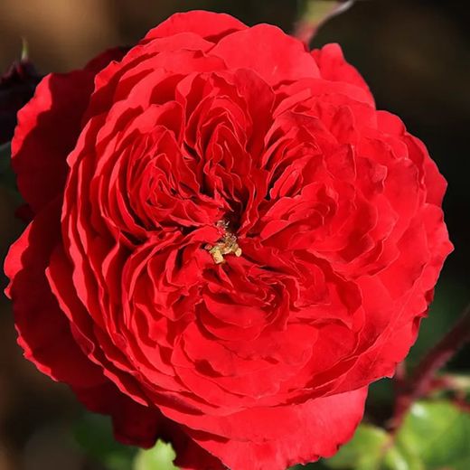 Rosales Alain Souchon