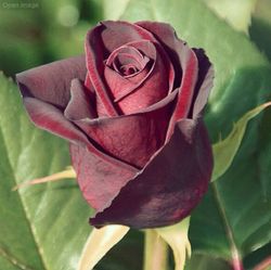 Roses Baccara noires