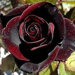 Roses Baccara noires