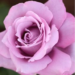 Rosales Charles De Gaulle