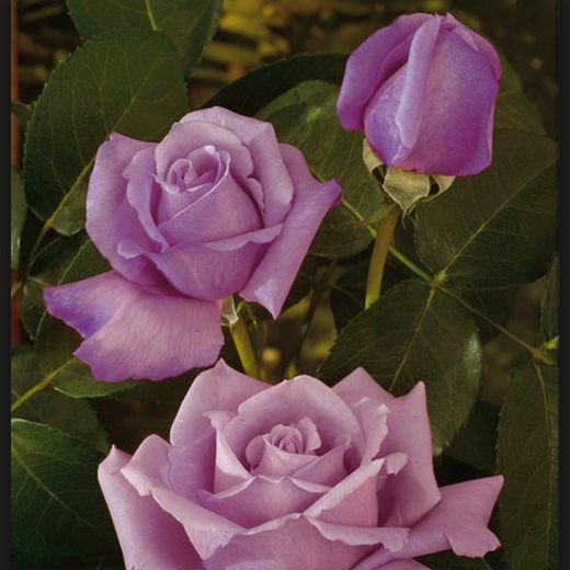 Rosales Charles De Gaulle