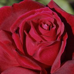 Rosales Chrysler Imperial Premium