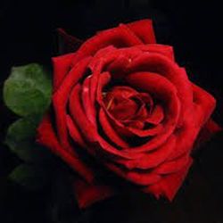 Rosales Chrysler Imperial Premium