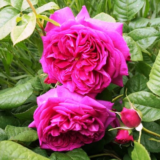 Rosales David Austin Excellence Arbustivos