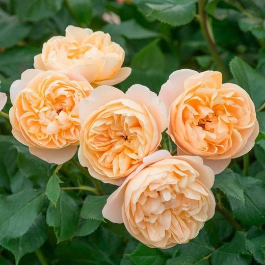 Rosales David Austin Excellence Arbustivos