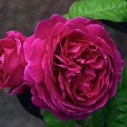 Rosales David Austin Excellence Arbustivos