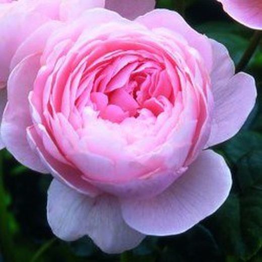 Rosales David Austin Excellence Arbustivos