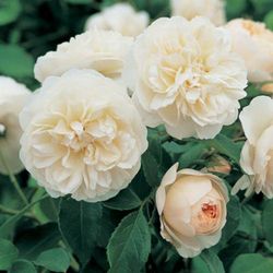 Rosales David Austin Excellence Arbustivos