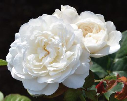 Rosales David Austin Excellence Arbustivos