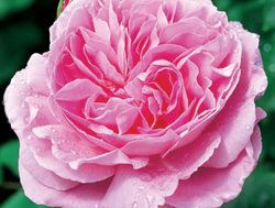 Rosales David Austin Excellence Arbustivos