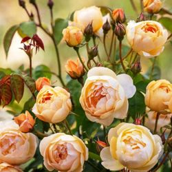 Rosales David Austin Excellence Arbustivos