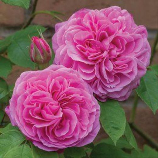 Rosales David Austin Excellence Arbustivos