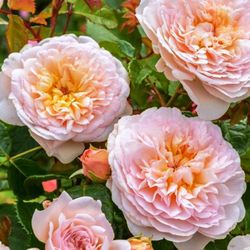 Rosales David Austin Excellence Arbustivos
