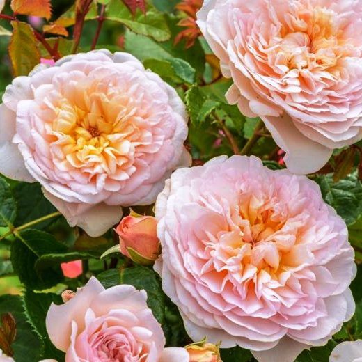 Rosales David Austin Excellence Arbustivos
