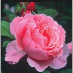 Rosales David Austin Excellence Arbustivos