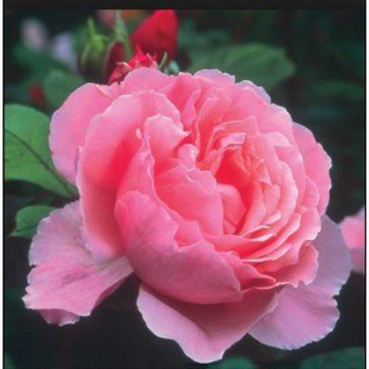 Rosales David Austin Excellence Arbustivos